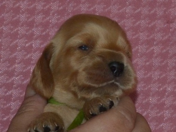 2. fenka - sv. zelená.JPG